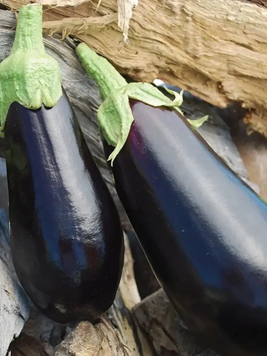 Баклажан феньюэн пурпурный (fengyuan purple). Овощи баклажан. Баклажан бенеция f1. Репы баклажан. Репы баклажан.