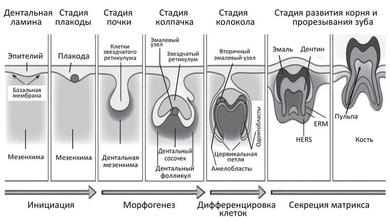 Развитие зуба гистология схема. Стадия дифференцировки зубного зачатка гистология. Развитие зубов у человека