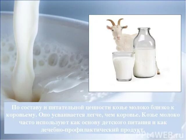 Козье молоко. Козье и коровье молоко. Коза молоко. Молоко коровье домашнее.