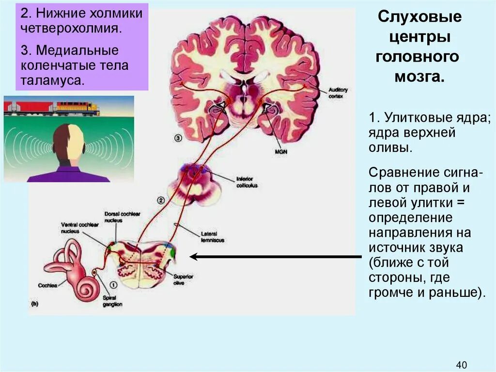 Слуховой анализатор в коре головного мозга. Строение слухового анализатора мозг. Слуховой центр мозга. Центр слуха в головном мозге.