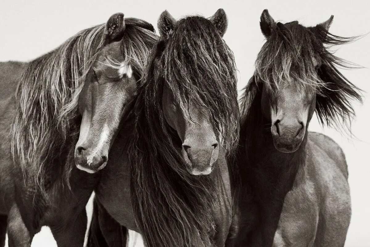 Wild horse islands the hunt. Остров Сейбл лошади. Дрю Доггетт лошади. Фотограф Дрю Доггетт. Wild Horse Islands лошади.