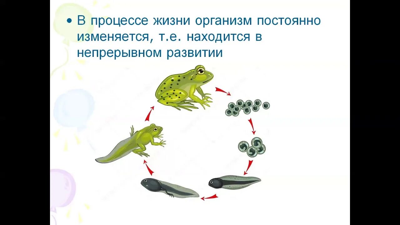 Рост и развитие животных 6. Развитие животных 6 класс биология. Индивидуальное развитие животных 6 класс. Рост и развитие животных 6 класс биология. Этапы развития животных 6 класс.