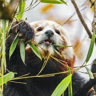 Бамбуковые животные