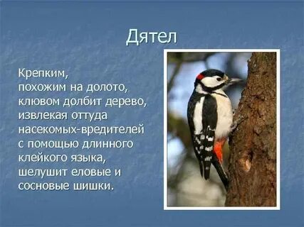 Клюв дятла описание