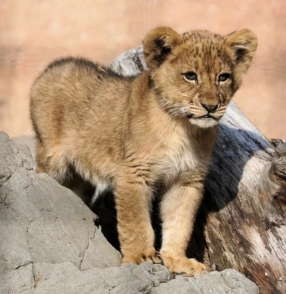 маленький львенок