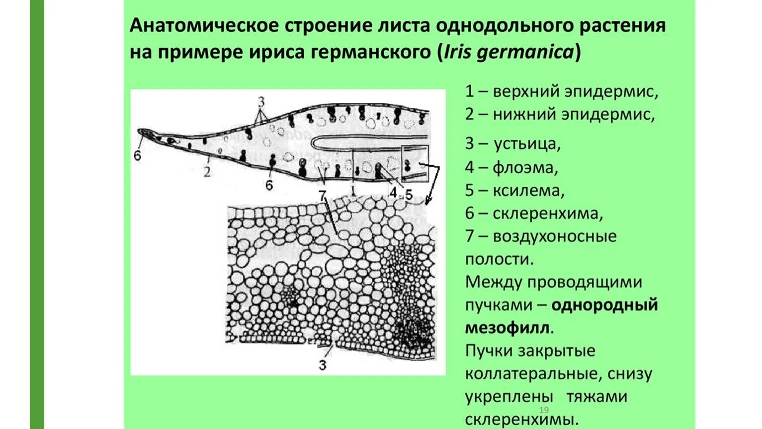 Анатомическое строение двудольных. Анатомическое строение листа однодольных растений. строение листа однодольного растения. анатомическое строение листа двудольных растений. поперечный срез листовой пластинки ириса германского.