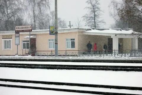 Павелец тульский