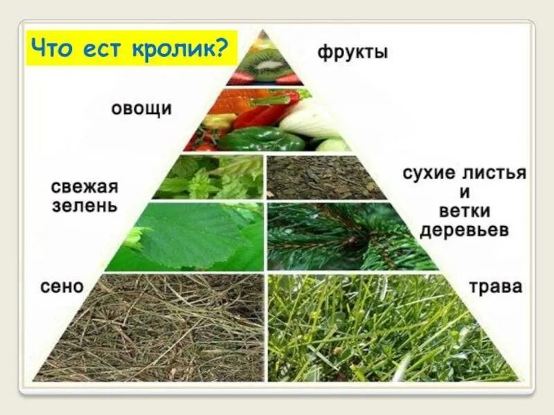 Рацион питания декоративного кролика. Чем можно кормить декоративного кролика. Какие растения едят кролики. Рацион питания для кроликов дек.