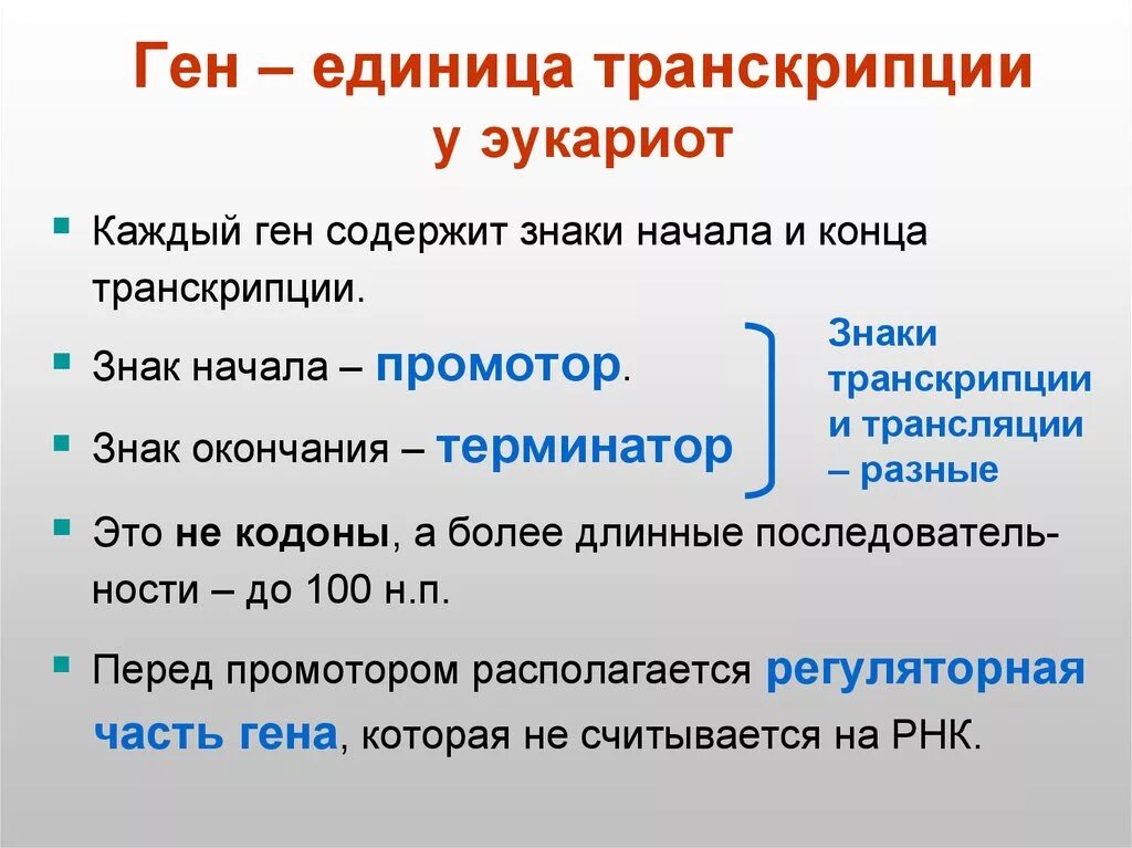 Hen транскрипция. Единица транскрипции у эукариот. Транскрипция генов эукариот. Транскрипция у эукариот. Транскрипция Гена эукариот.