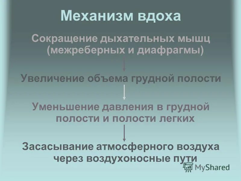 Патологическое ослабление везикулярного дыхания. Механизм возникновения саккадированного дыхания. Когда вдох то сокращение. Уменьшение дыхательной поверхности легких. Когда вдох то сокращение.