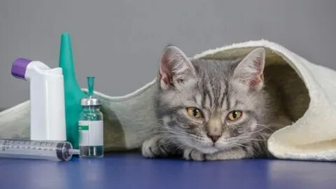 Кот лечится