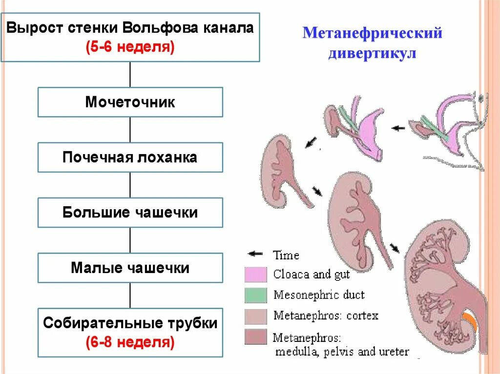 Эмбриогенез выделительной системы. Формирование почек. Развитие органов мочевой системы. Эмбриогенез почки. Эмбриогенез мочеполовой системы человека.