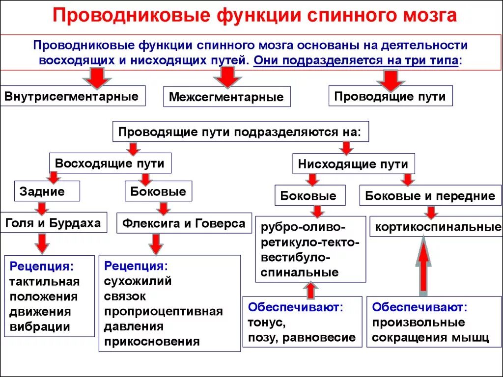 Нисходящие пути спинного. Нисходящие проводящие пути спинного мозга таблица. Проводящие пути спинного мозга функционально подразделяющиеся на. Основные функции проводящих путей спинного мозга таблица. Классификация проводящих путей головного и спинного мозга.