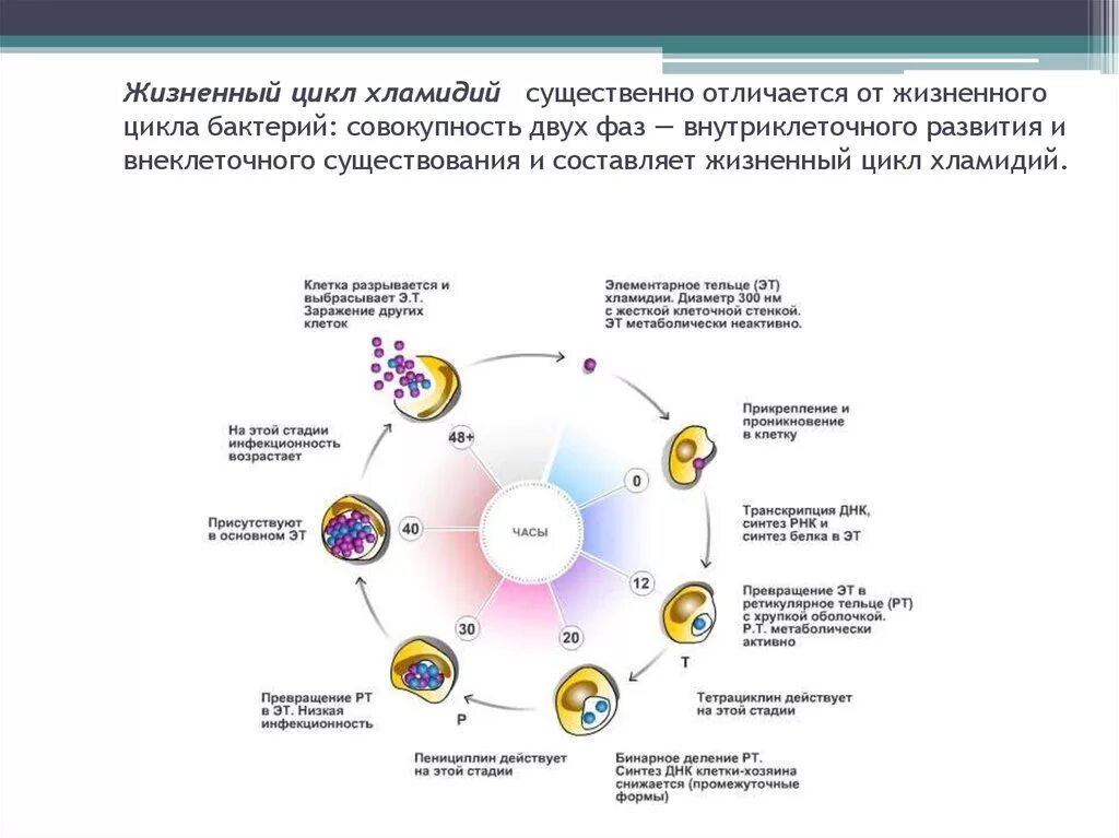 Жизненный цикл хламидий схема. Стадии жизненного цикла хламидии. Стадии цикла развития хламидий. Схема цикл развития хламидий.