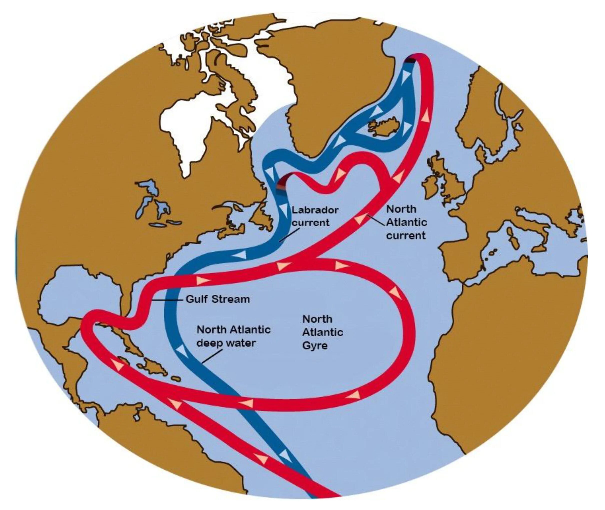 Течение Гольфстрим на карте. Гольфстрим на карте Атлантического океана. Тёплое течение Гольфстрим. Направление течений атлантического