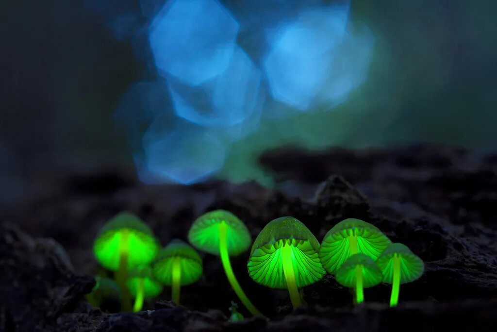 хемилюминесценция гнилушки. мицена гриб. призрачный гриб omphalotus nidiformis. болотные гнилушки. светящиеся гнилушки в лесу.