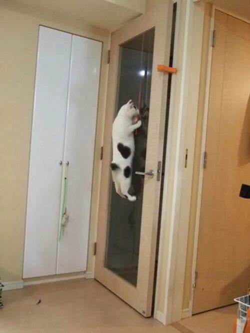 Всегда следить за тем. Смешные двери. Кот ждет. Котик ждет у двери. Дверь прикол.