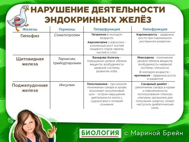 Название желез гормоны гиперфункция гипофункция таблица Фото БОЛЕЗНИ ПРИ ГИПОФУНКЦИИ ТИРОКСИНА