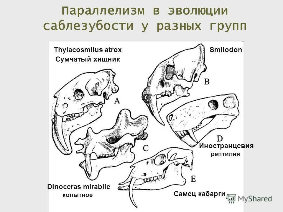 Параллелизм примеры биология. Параллельная эволюция примеры. Параллелизм примеры биология. Параллелизм примеры биология. Параллелизм биология.