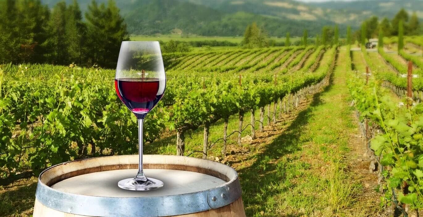Let s do vinery. Шато Пино винодельня. Вино винодельни Галицкого. Винодельня в Тоскане. Усадьба Дивноморское винодельня.