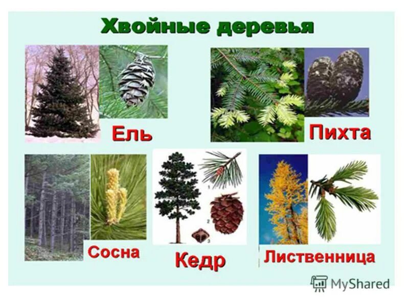 5 хвойных деревьев. Хвойные деревья названия. хвойные породы деревьев. хвойные растения названия. хвойные деревья плакат для детей.