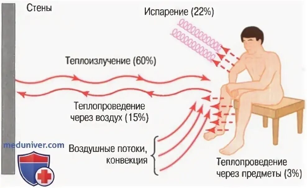 Испарение пота с поверхности кожи