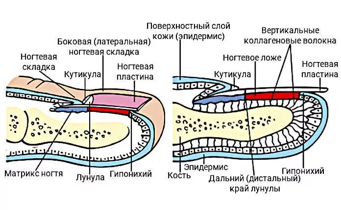 Ногтевой покров. Строение ногтя. Строение ногтевого аппарата. Строение ногтевого аппарата слои. Строение ногтевой пластины слои ногтя.