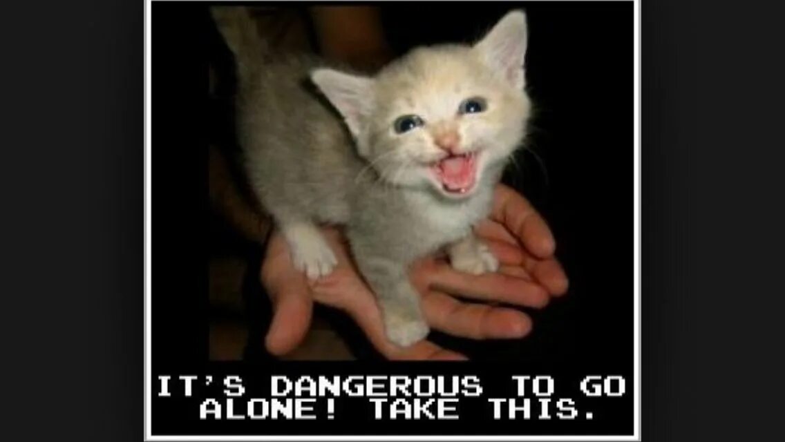 Do not take this cat home