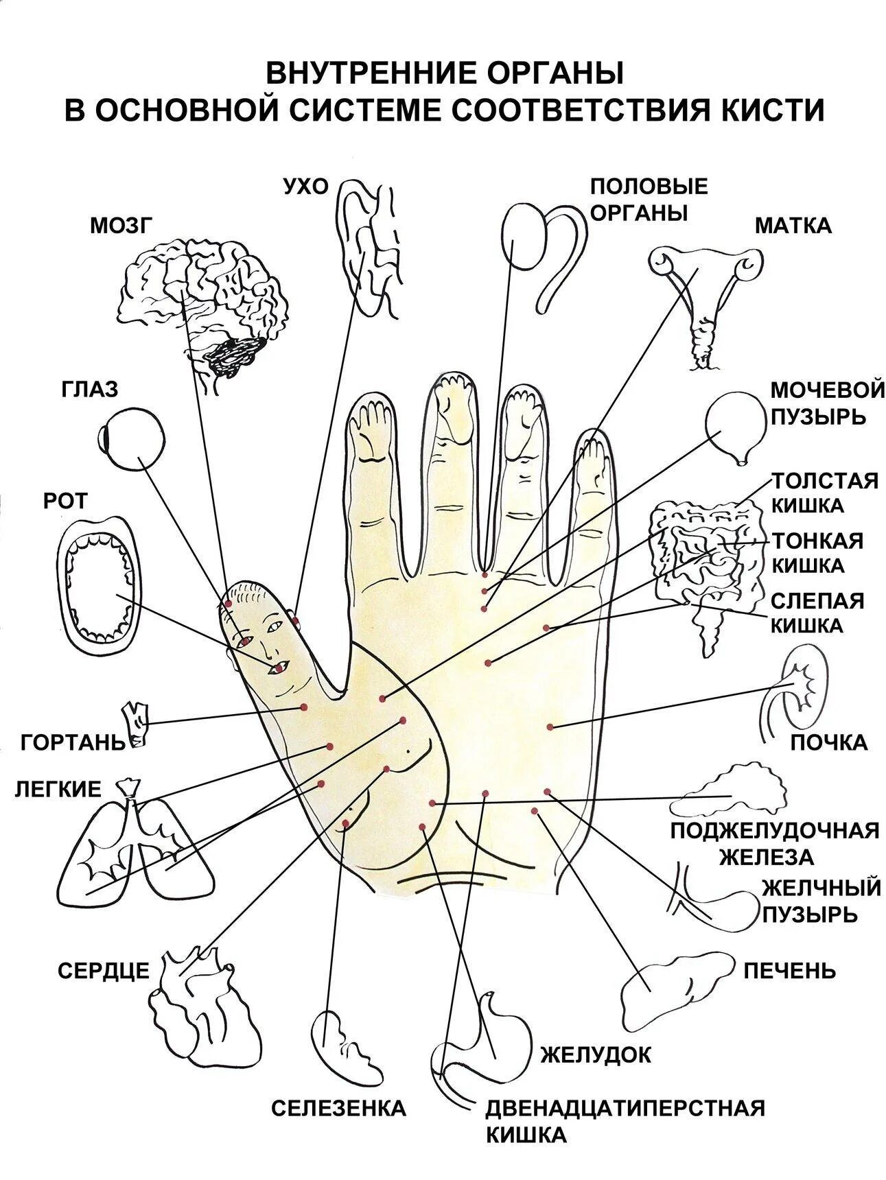 Кисточки мозга