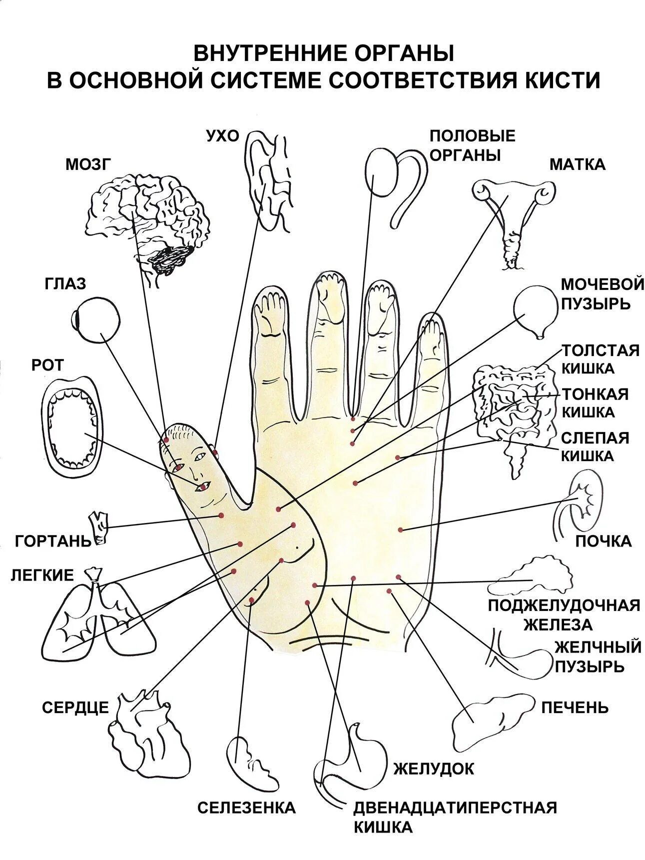 Су Джок активные точки. Су Джок система соответствия кисти. Зоны соответствия Су Джок на ладони. Су Джок схема ладони. Точки на руках для массажа