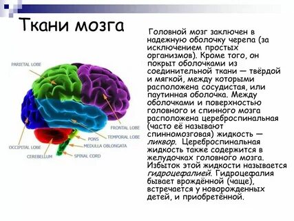 Мозги какая ткань