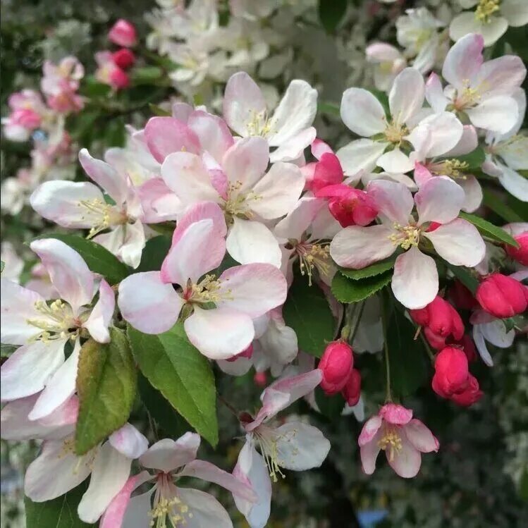 Фото декоративной яблони. Яблоня Evereste. Malus Evereste яблоня. Яблоня декоративная Evereste. Яблоня декоративная Эверест Malus Evereste.