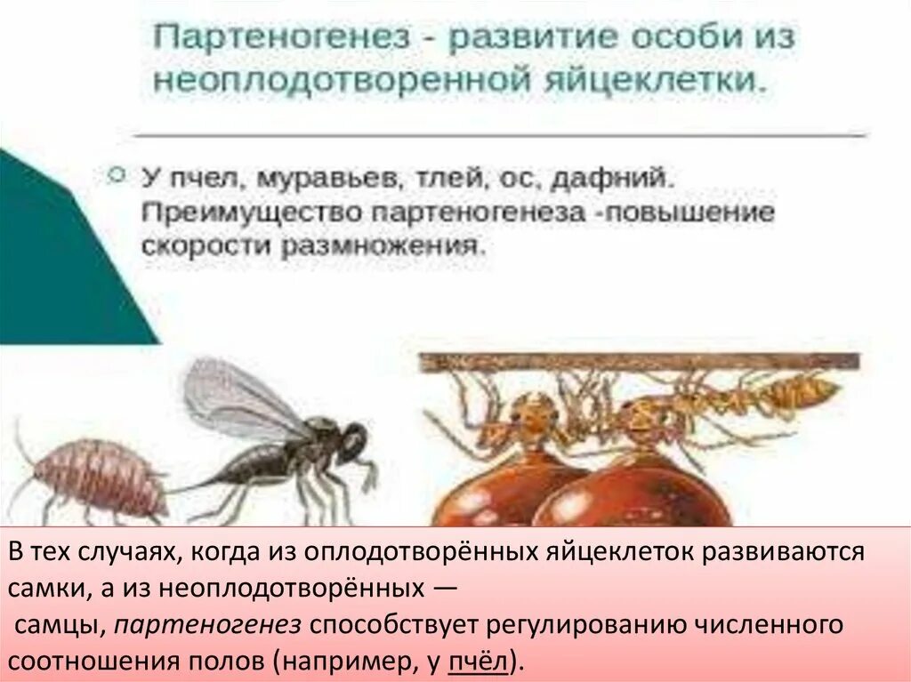 Размножение пчел партеногенез. Муравьи размножение партеногенез. Партеногенез у муравьев. Партеногенез у пчел.