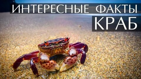 Крабик вода