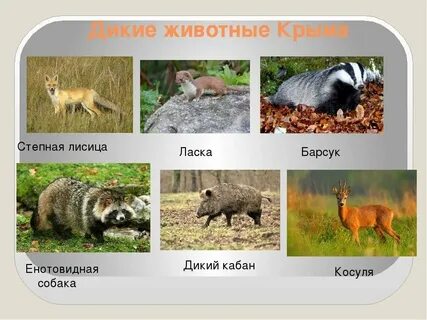 В крыму обитает