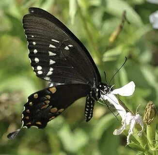 Papillon бабочка