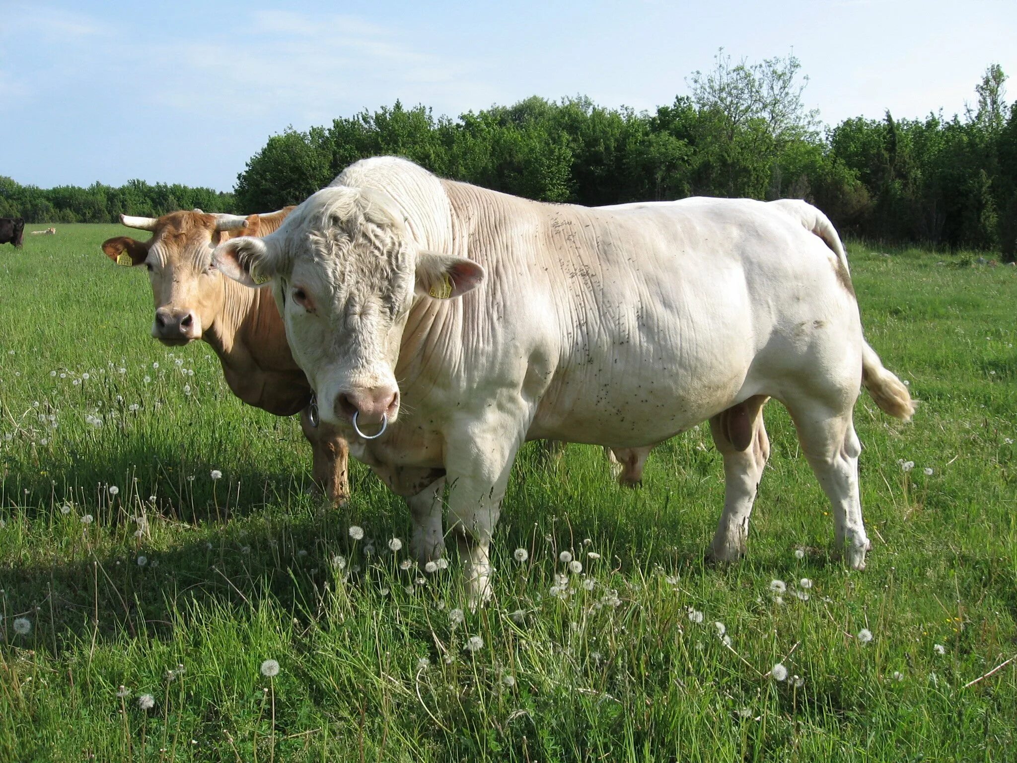 Шароле. Шароле порода коров. Шароле порода. Шароле порода быков. Крс шароле.