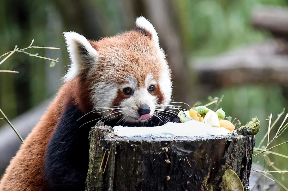 Какие звери самые лучшие. Малая (красная, рыжая, енотовидная) Панда. Красная Панда. Красная Панда питается. Малая красная Панда ест.
