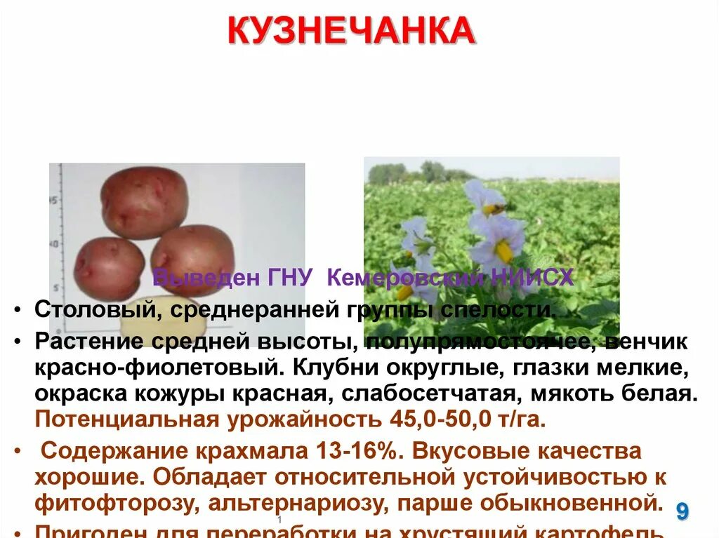 Сорт картофеля Кузнечанка. Сорт картошки Кузнечанка. Картофель Кузнечанка описание. Картофель Кузнечанка элита.