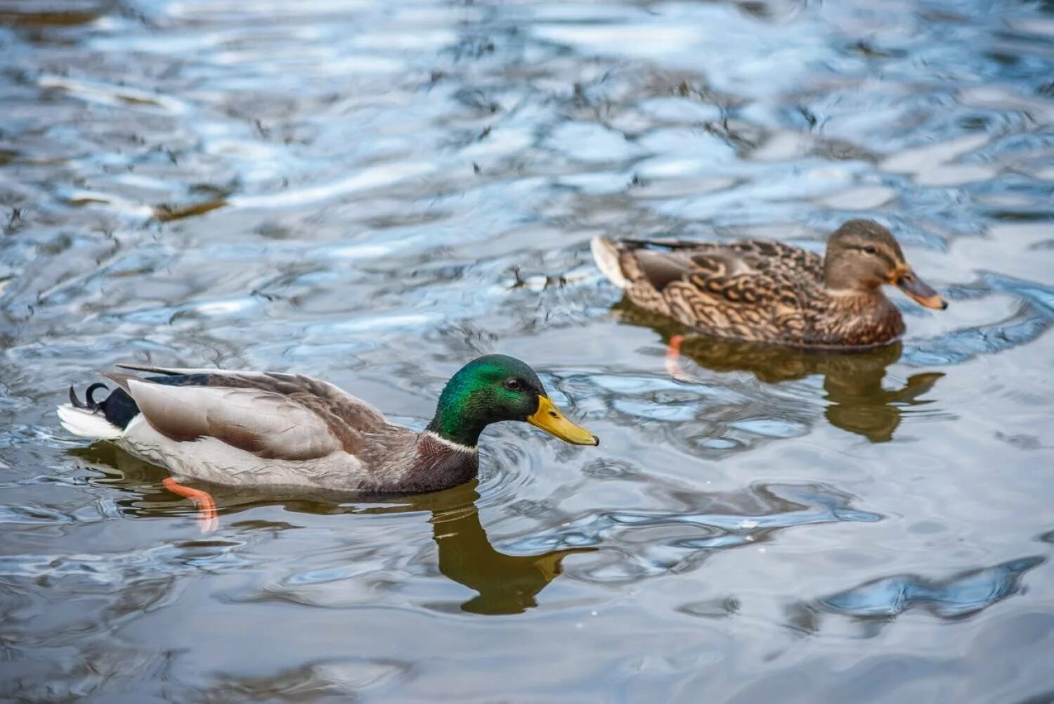 Дикая утка шипун селезень. Утка селезень уточка. Селезень кряквы весной. Селезень дикой утки. Уточка кряква.