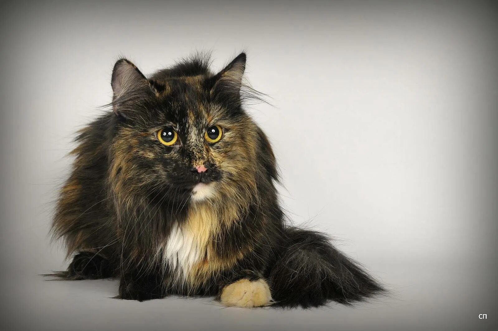 Сибирский кот лесной окрас. Skogkatt - норвежская лесная кошка. Норвежская лесная кошка котята. Норвежская лесная кошка короткошерстная. Норвежская лесная кошка скоггкэт.