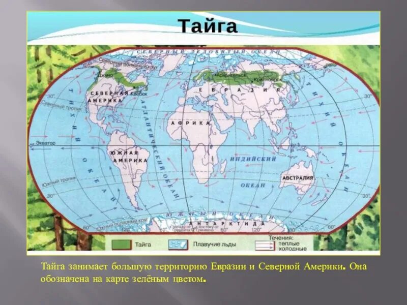 Географическое положение тайги 8 класс. Тайга на карте. Тайга в умеренном поясе Евразии. Занимаемая территория тайги.