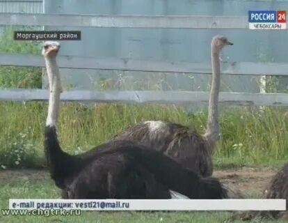 Страусиная ферма браво чувашская отзывы