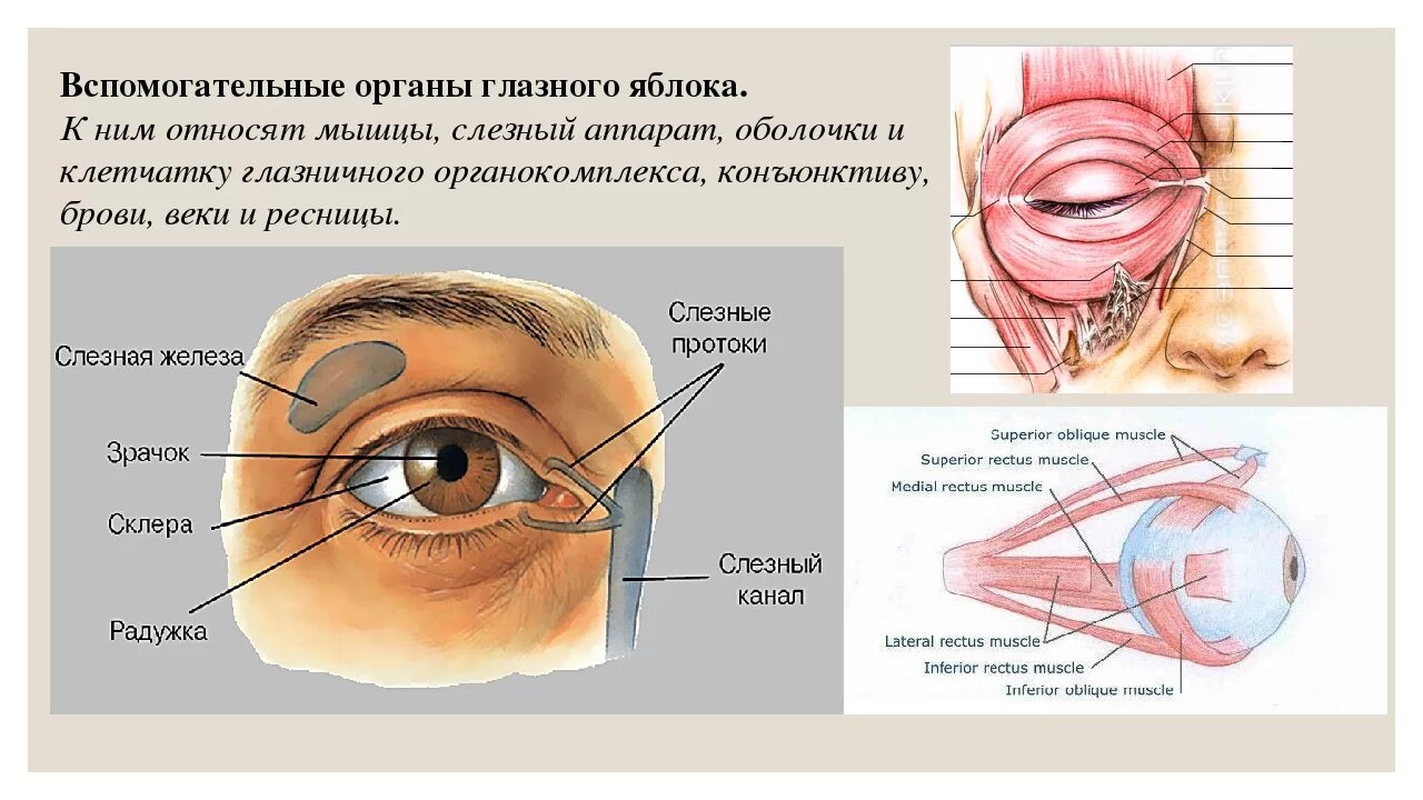 Почему глазное яблоко является органом