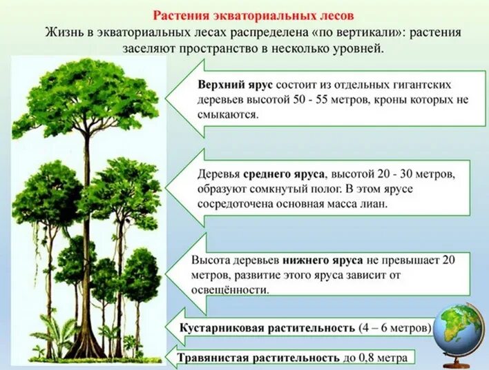 Приспособления растений нижних ярусов. Растения леса ярусы. Ярусная структура лесной экосистемы. Растительное сообщество ярусность в лесу. Ярусность лесного биоценоза.