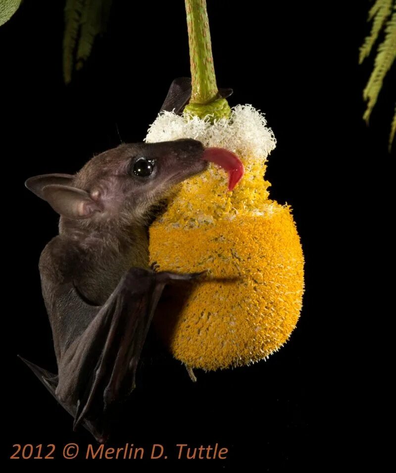Fruit bat crazy. The fruit bats перевод. Fruit bat crazy. Fruit bat crazy. Египетская мышь фото.