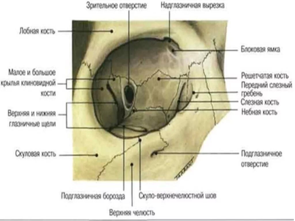 Левой глазницы. Глазничная кость лобной кости. Костные стенки глазницы анатомия. Медиальная стенка орбиты анатомия. Топография черепа глазница.