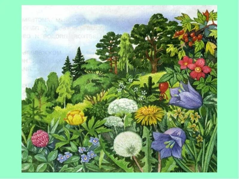 Разнообразие растений окружающий мир 3 класс учебник. Царство растений для детей. разнообразные растения. царство цветов для детей. разнообразие растений.