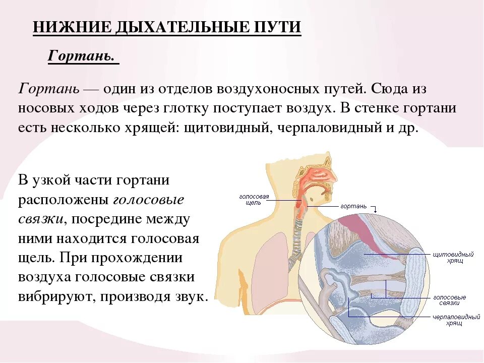 Дыхательные пути биология 8 класс. Дыхательная система человека строение и функции. Дыхательная система гортань. Строение отделов дыхательной системы. Дыхательным воздухом называют