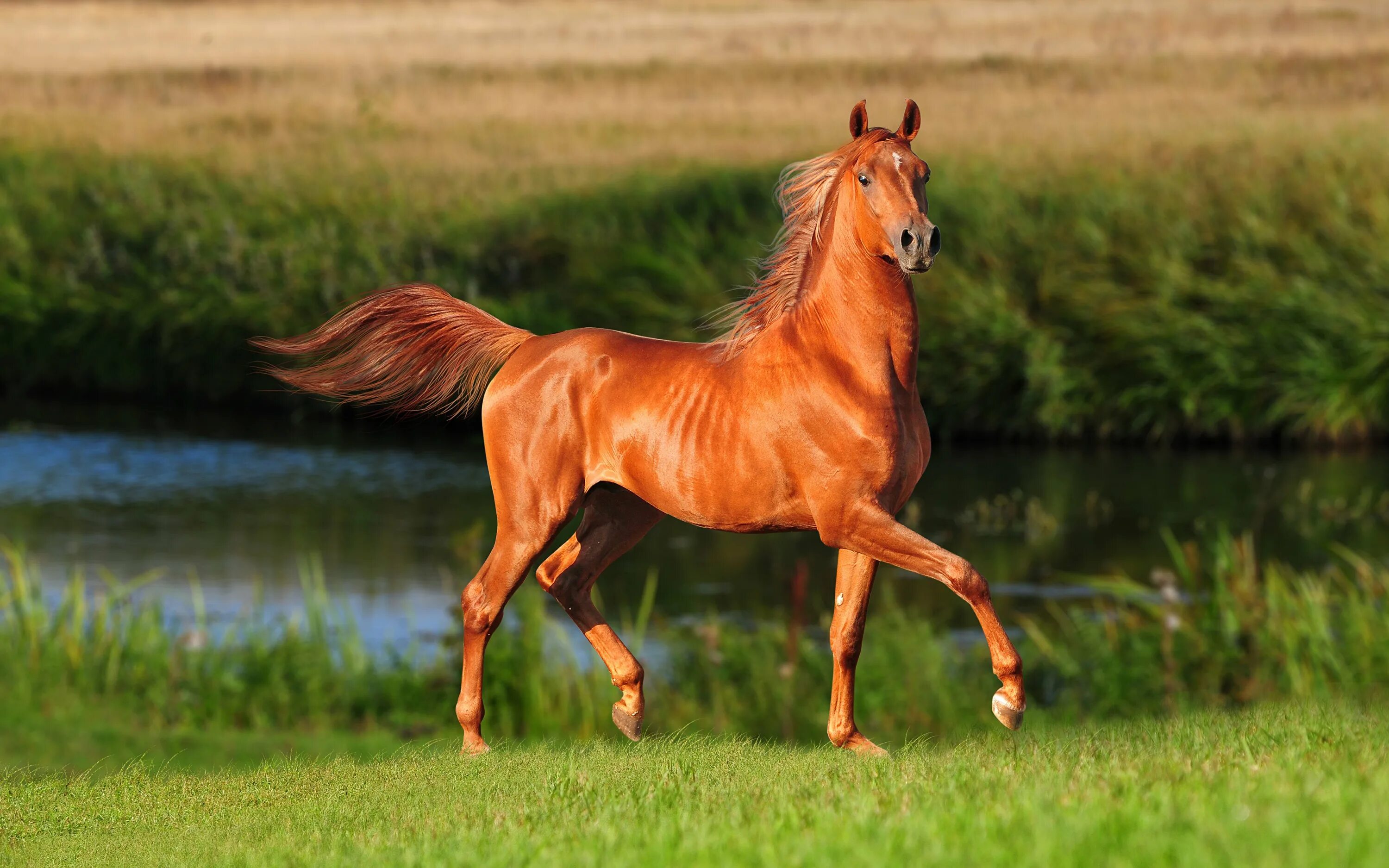 Картинки лошадей. Гнедой Мустанг. Французский рысак рыжий. Гнедая лошадь. Рыжая масть лошади фото.